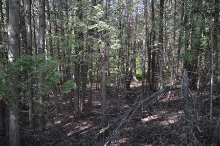 Online Only Door County Wisconsin Land Auction - image 15