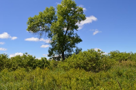 Online Only Marquette County Wisconsin Land Auction - image 11