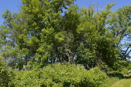 Online Only Marquette County Wisconsin Land Auction - image 17
