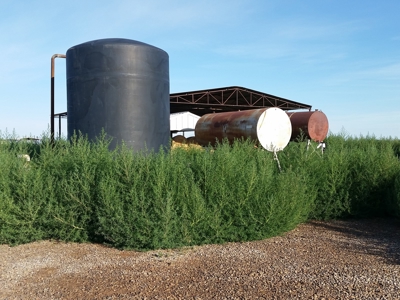 Irrigated Farm in New Mexico - image 9
