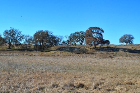 Live Water Recreational Property For Sale Kerrville TX - image 9