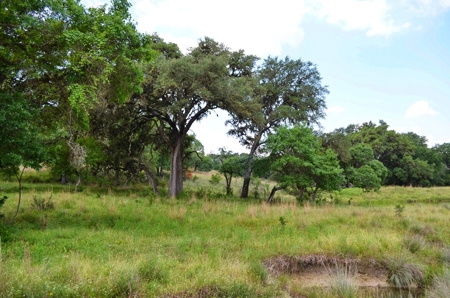 Hill Country Ranch For Sale Sisterdale TX - Views - image 15