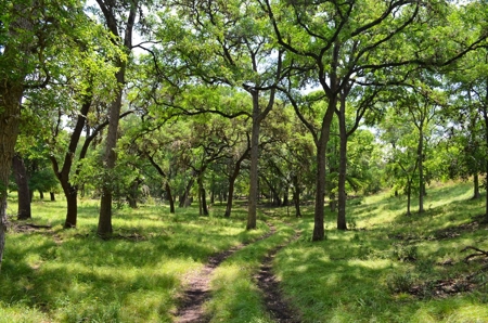 Hill Country Ranch For Sale Sisterdale TX - Views - image 8