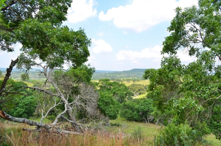 Hill Country Ranch For Sale Sisterdale TX - Views - image 4