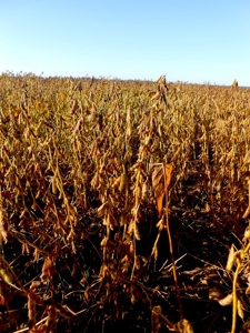 Farmland for Sale Beaufort County NC,  Ag Property - image 5