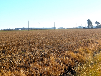 Farmland for Sale Beaufort County NC,  Ag Property - image 7