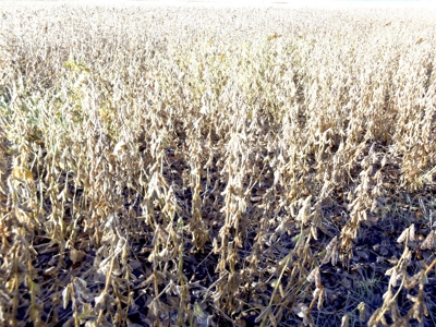 Farmland for Sale Beaufort County NC,  Ag Property - image 4