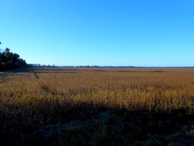 Farmland for Sale Beaufort County NC,  Ag Property - image 2