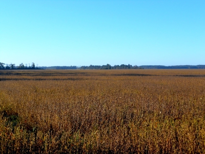 Farmland for Sale Beaufort County NC,  Ag Property - image 1