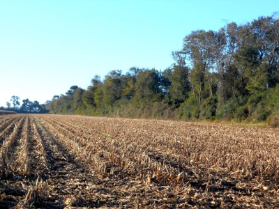 Farmland for Sale Beaufort County NC,  Ag Property - image 8