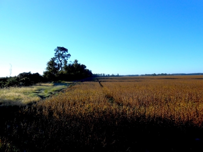 Farmland for Sale Beaufort County NC,  Ag Property - image 3