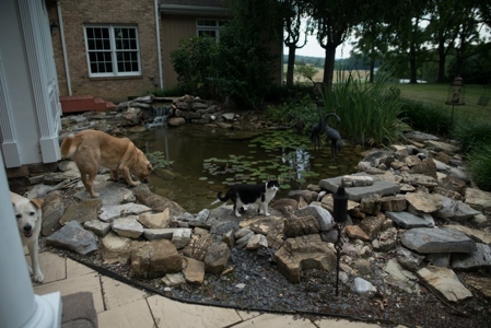 Equine Property and Custom Home for Sale in Dublin VA! - image 15