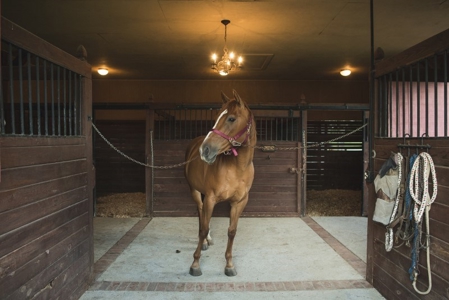 Equine Property and Custom Home for Sale in Dublin VA! - image 3