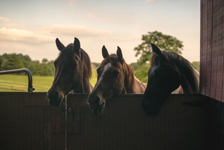 Equine Property and Custom Home for Sale in Dublin VA! - image 4