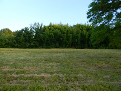 Middle Lot Groover Road Hartselle AL - image 4