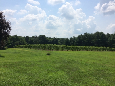 Southern Illinois Orlandini Winery Vineyard for Sale - image 13