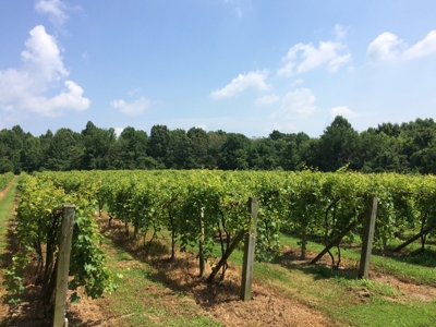 Southern Illinois Orlandini Winery Vineyard for Sale - image 12