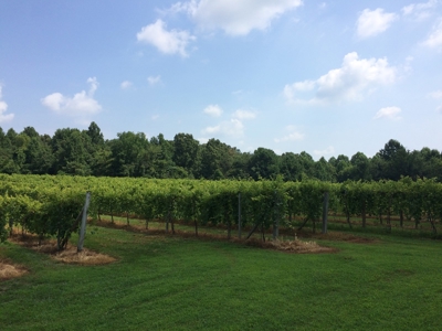 Southern Illinois Orlandini Winery Vineyard for Sale - image 2