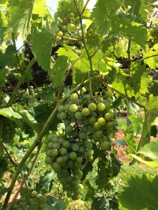 Southern Illinois Orlandini Winery Vineyard for Sale - image 20