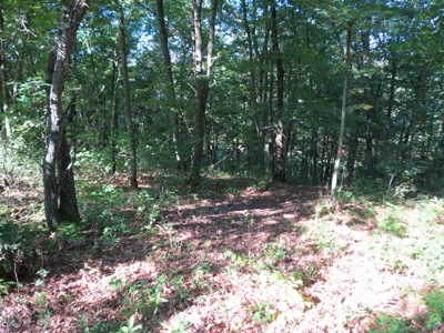 Buffalo County Hunting Land Online Auction Nelson, Wisconsin - image 3