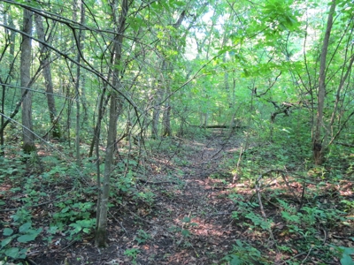 Buffalo County Hunting Land Online Auction Nelson, Wisconsin - image 10