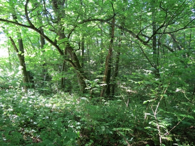 Buffalo County Hunting Land Online Auction Nelson, Wisconsin - image 25