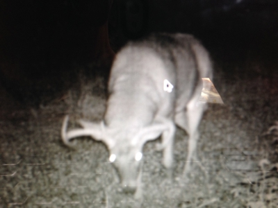 Buffalo County Hunting Land Online Auction Nelson, Wisconsin - image 31