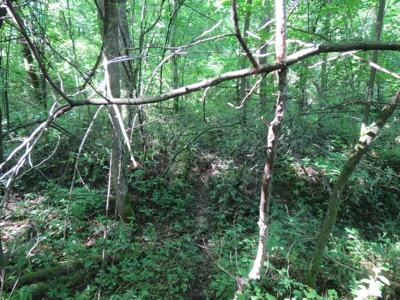 Buffalo County Hunting Land Online Auction Nelson, Wisconsin - image 23