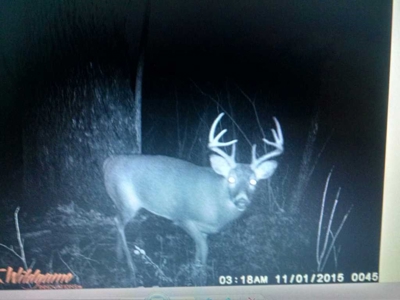 Buffalo County Hunting Land Online Auction Nelson, Wisconsin - image 35