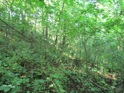 Buffalo County Hunting Land Online Auction Nelson, Wisconsin - image 27