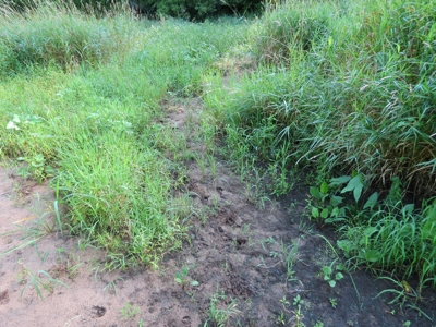 Buffalo County Hunting Land Online Auction Nelson, Wisconsin - image 8