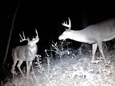 Buffalo County Hunting Land Online Auction Nelson, Wisconsin - image 32