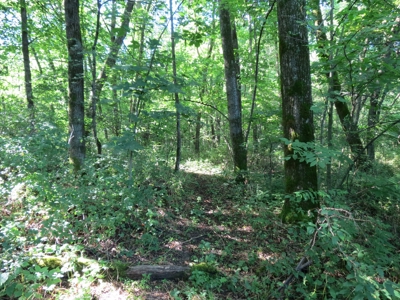 Buffalo County Hunting Land Online Auction Nelson, Wisconsin - image 22
