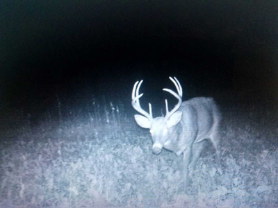 Buffalo County Hunting Land Online Auction Nelson, Wisconsin - image 34