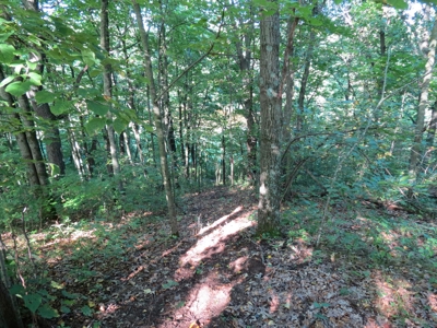 Buffalo County Hunting Land Online Auction Nelson, Wisconsin - image 4