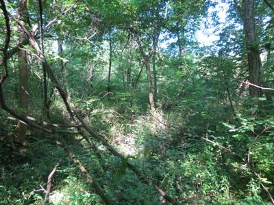 Buffalo County Hunting Land Online Auction Nelson, Wisconsin - image 24