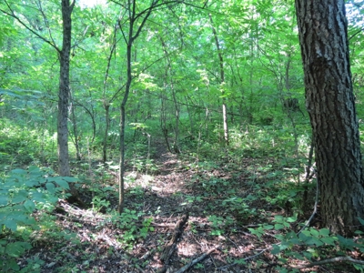 Buffalo County Hunting Land Online Auction Nelson, Wisconsin - image 12