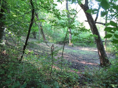 Buffalo County Hunting Land Online Auction Nelson, Wisconsin - image 16