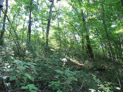 Buffalo County Hunting Land Online Auction Nelson, Wisconsin - image 19