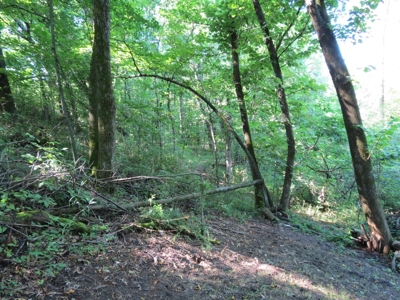 Buffalo County Hunting Land Online Auction Nelson, Wisconsin - image 18