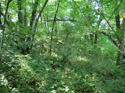 Buffalo County Hunting Land Online Auction Nelson, Wisconsin - image 26