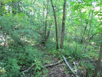 Buffalo County Hunting Land Online Auction Nelson, Wisconsin - image 15