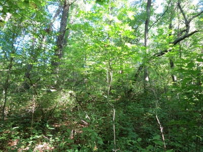 Buffalo County Hunting Land Online Auction Nelson, Wisconsin - image 30