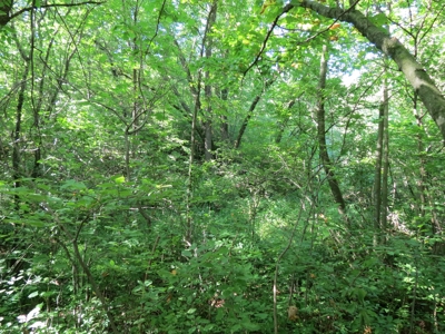 Buffalo County Hunting Land Online Auction Nelson, Wisconsin - image 29