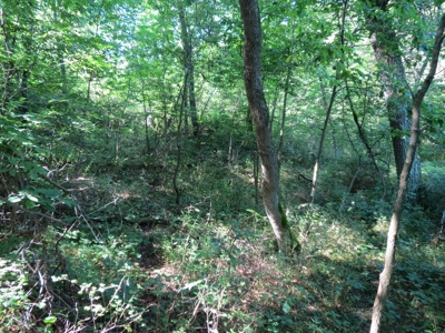 Buffalo County Hunting Land Online Auction Nelson, Wisconsin - image 28