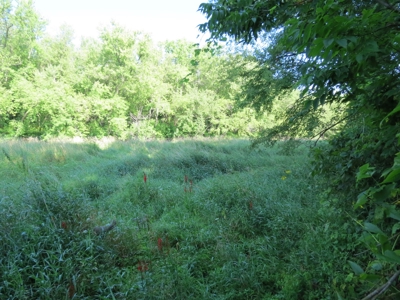 Buffalo County Hunting Land Online Auction Nelson, Wisconsin - image 6