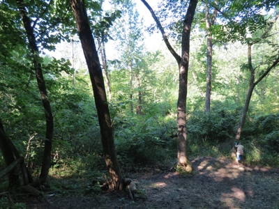 Buffalo County Hunting Land Online Auction Nelson, Wisconsin - image 20