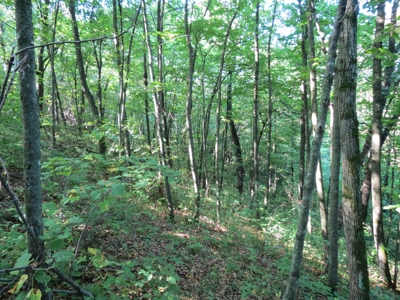 Buffalo County Hunting Land Online Auction Nelson, Wisconsin - image 5