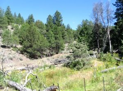 Burns, Oregon - Ideal Hunting-Recreation-Timber Property - image 22