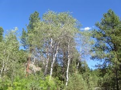 Burns, Oregon - Ideal Hunting-Recreation-Timber Property - image 28